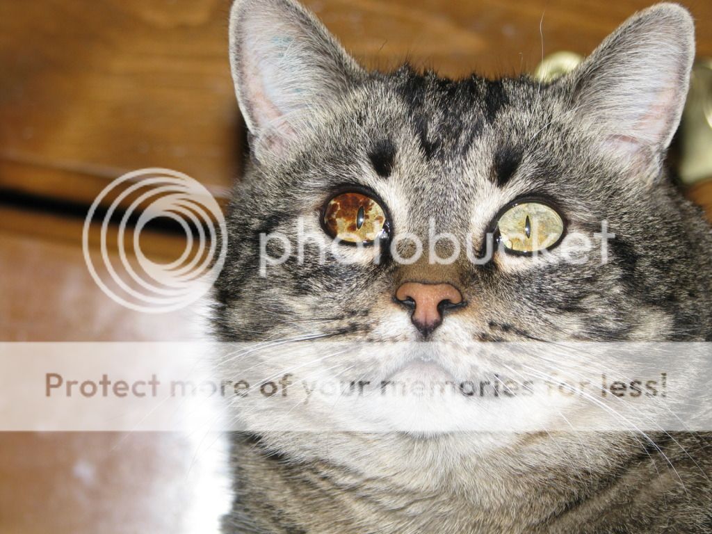 That awesome eye Cat Forum Cat Discussion Forums