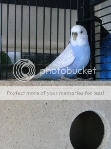birrdiesagain251.jpg