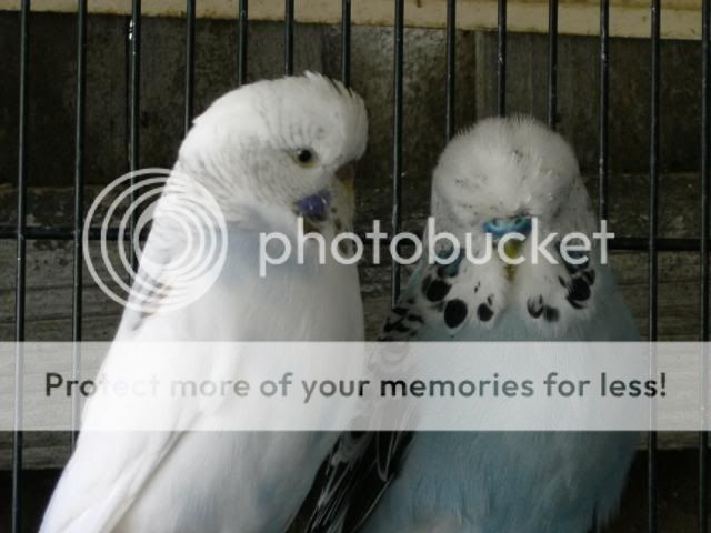 birrdiesagain300.jpg