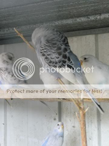 birrdiesagain324.jpg