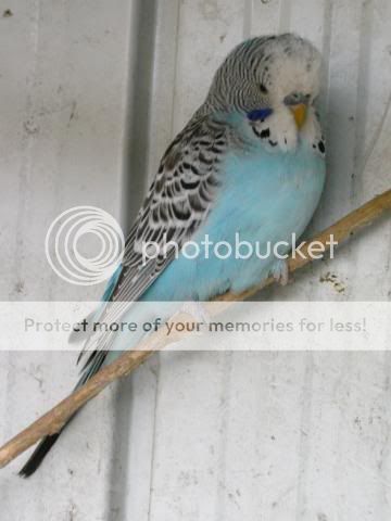 birrdiesagain342.jpg