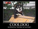 th_cool_dog.jpg
