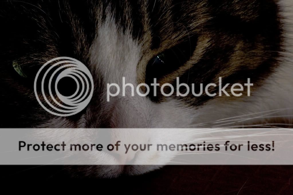 IMAGE: http://i703.photobucket.com/albums/ww39/mteague_album/IMG_4163.jpg