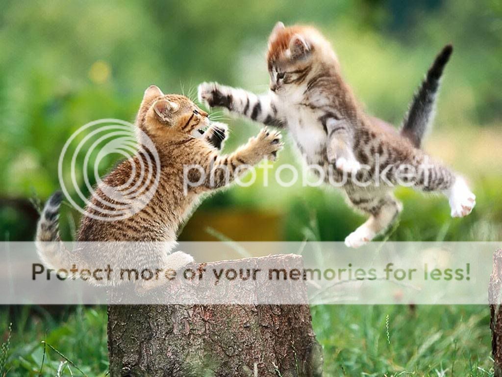 battle_of_kittens.jpg