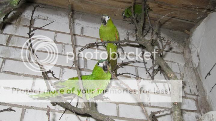 Click on image to open in new window