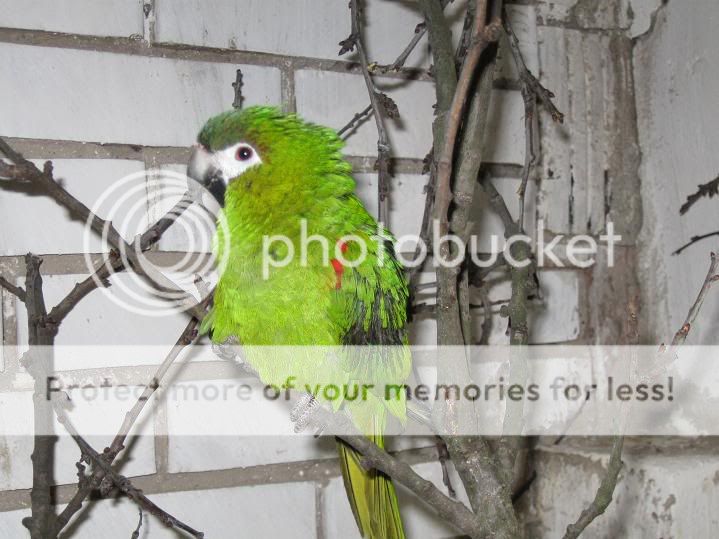 Click on image to open in new window