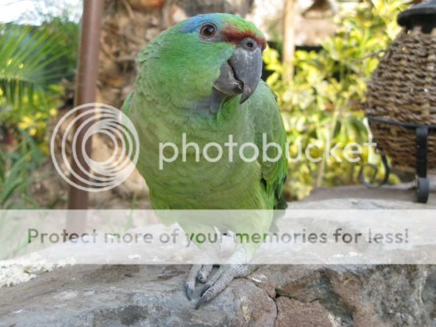 Photobucket