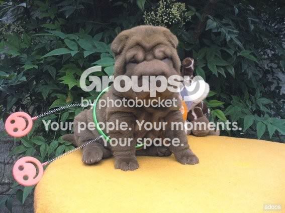 Shar Pei Chocolate Pictures, Images and Photos